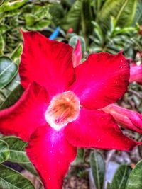 Close-up of red hibiscus blooming outdoors