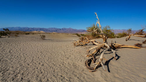 Dead tree on desert against clear blue sky