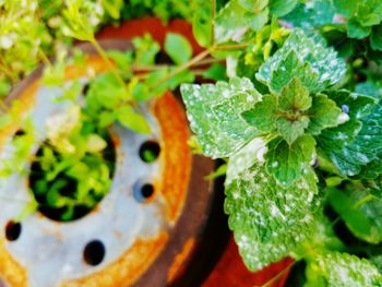 Close-up of green leaves