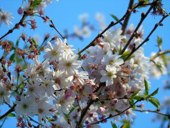 Low angle view of apple blossoms in spring