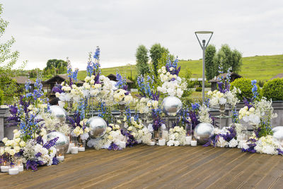 White flowering plants on table against sky