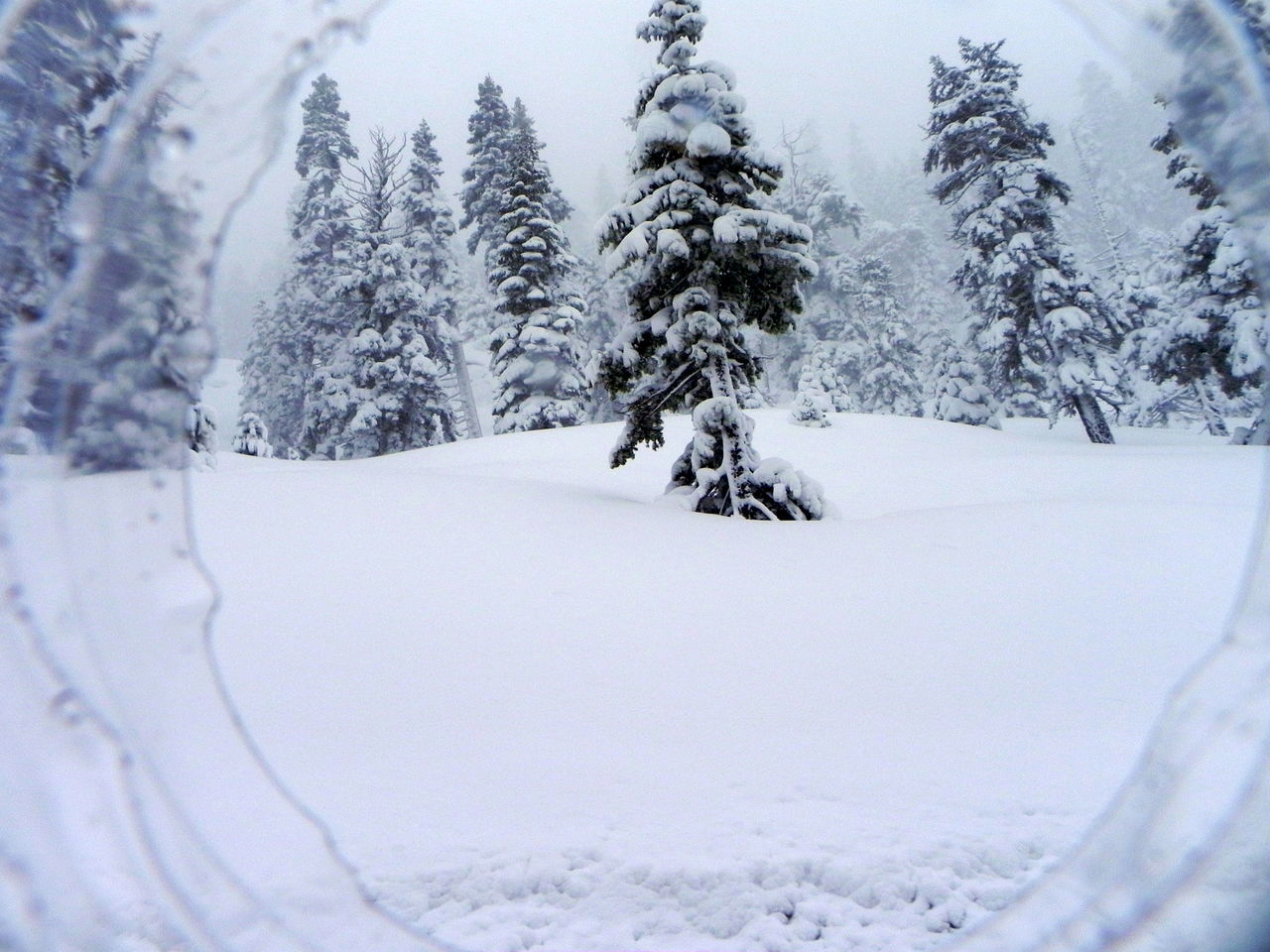 Snow laden trees