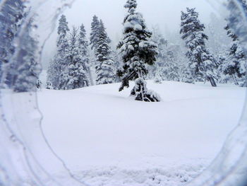 Trees in forest during winter