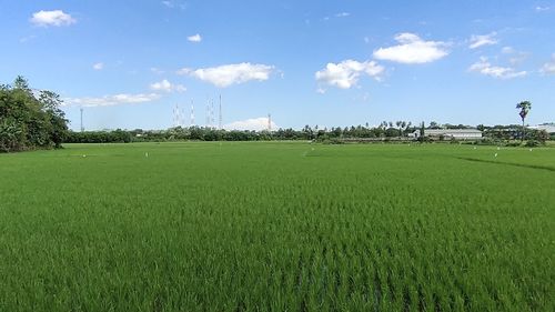 Scenic view of agricultural field against sky