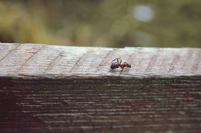 Close-up of insect perching on brick wall