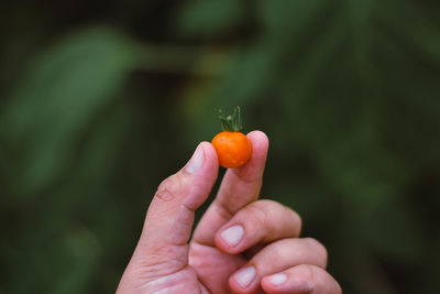 Close-up of hand holding apple