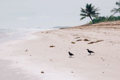 Birds on beach against sky