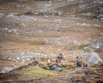 Three male bighorn sheeps lying down and relaxing on a small hill , jasper n.park, canada