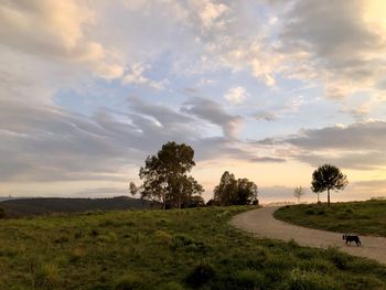 Trees on field against sky during sunset