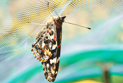 Close-up of butterfly