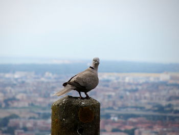 Collared dove perching on post against sky