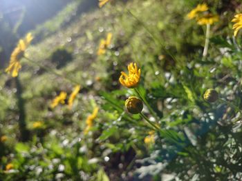 Close-up of snail on flower