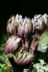 Close-up of wilted purple flowers