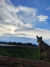 Dog standing on field against sky