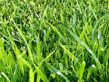 Full frame shot of wet grass on field