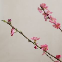 Close-up of cherry blossoms in spring