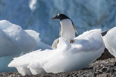 Close-up of penguin