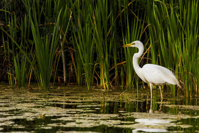 Bird standing in lake