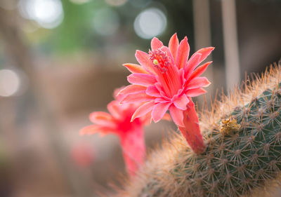 Close-up of red flower