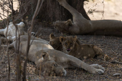 Lion in a field