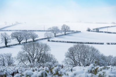 Trees on a snowy hill in a beautiful winter landscape