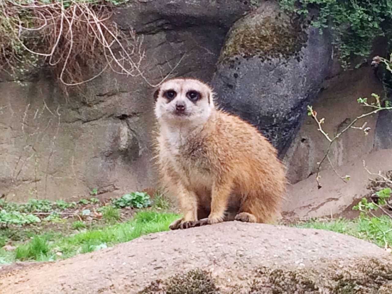 Meerkat