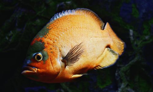 Close-up of fish swimming in aquarium