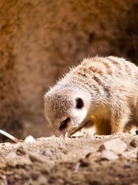 Close-up of an animal on rock