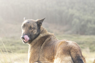 Close-up of horse on field
