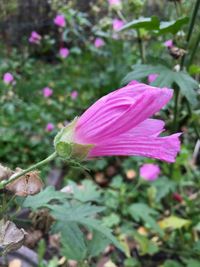 Close-up of pink flower blooming outdoors