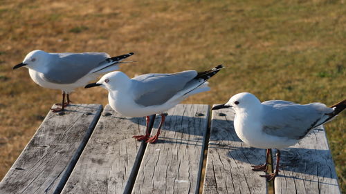 Seagulls perching on wood