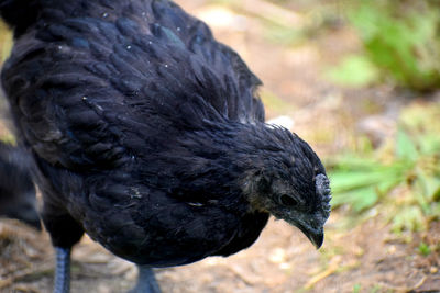 Close-up of bird perching on a field