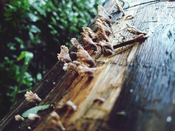 Close-up of tree trunk in forest