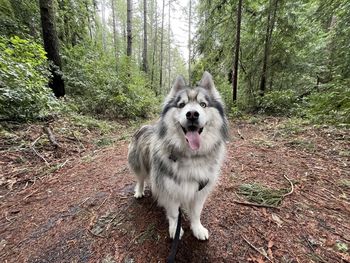 Portrait of dog standing in the forest