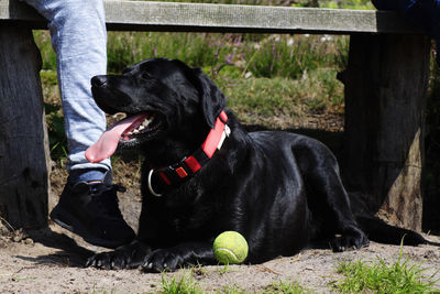 Black dog looking away while sitting on land