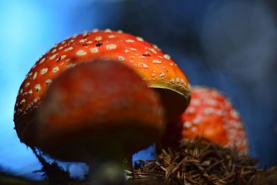 Close-up of fly agaric mushroom