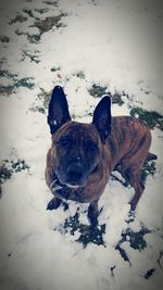 Dog playing in snow