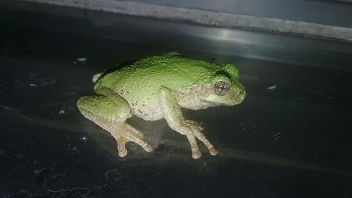 Close-up of frog in water