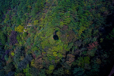 High angle view of moss growing on land