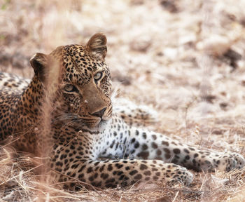 Close-up of a cat lying on land