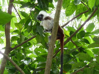 Low angle view of monkey on tree in forest