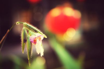 Close-up of flowering plant