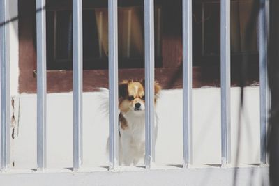 Close-up of dogs in cage