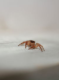 Close-up of crab on beach