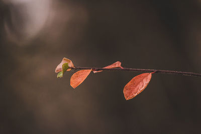 macro photography