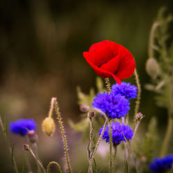 Close-up of poppy blooming outdoors