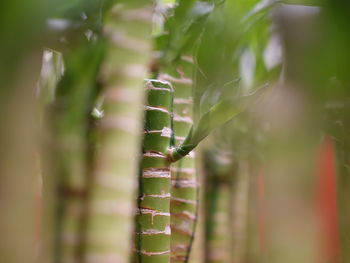 Close-up of bamboo plant