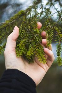 Close-up of cropped hand holding plant