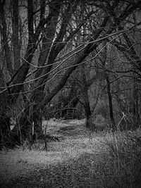 Bare trees in forest