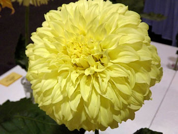 Close-up of yellow rose